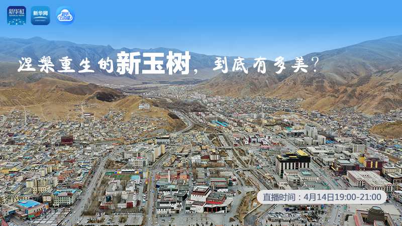 涅槃重生的新玉樹，到底有多美？