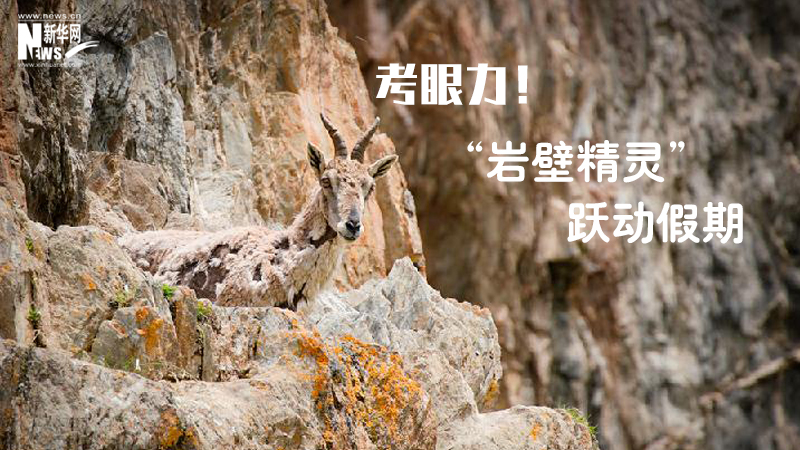 三江源慢直播丨考眼力！“巖壁精靈”躍動假期