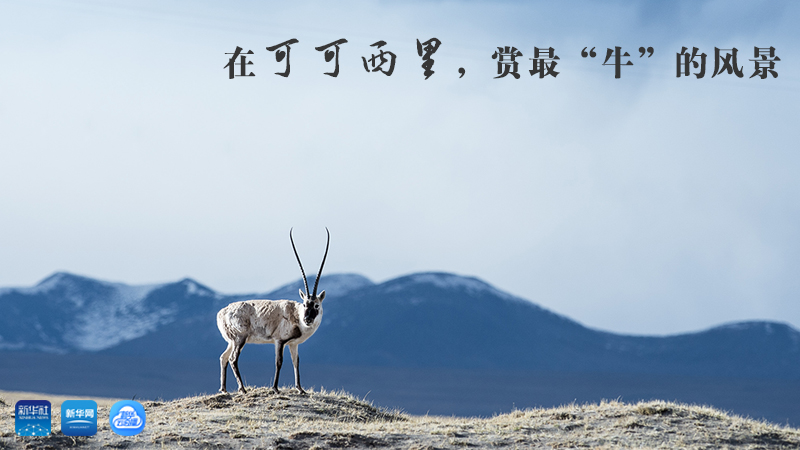 三江源慢直播丨在可可西里，賞最“牛”的美景
