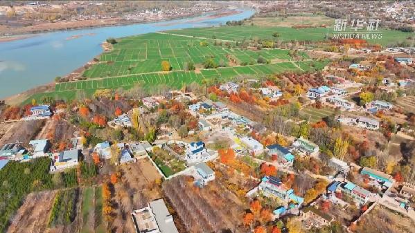 青海化?。喝f畝冬小麥染綠黃河畔