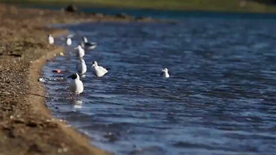 世界野生動植物日，帶您到青藏高原領略“野生動物家園”