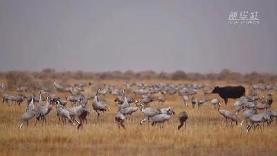 壯觀！遷徙灰鶴“備降”青海都蘭